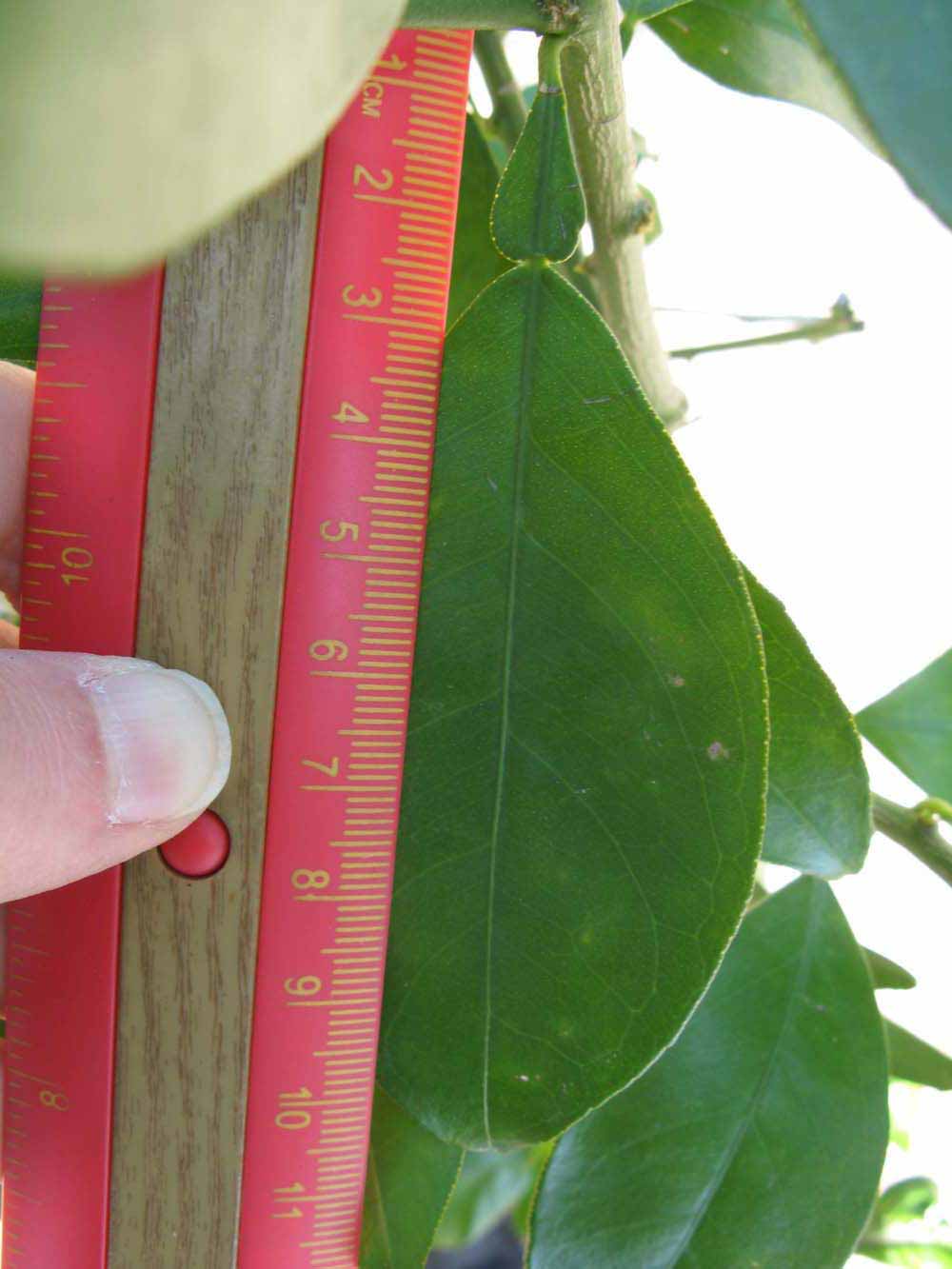            Unifoliolate leaf (Winter Haven, FL)   
